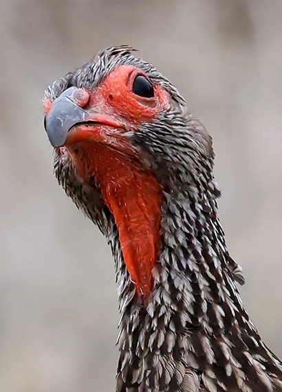 Swainson's Spurfowl head